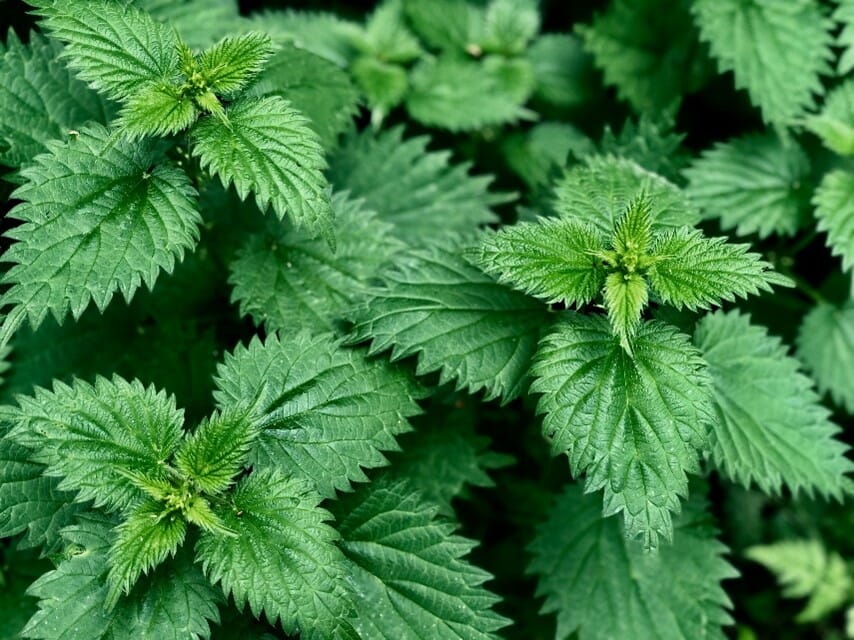 Nettles